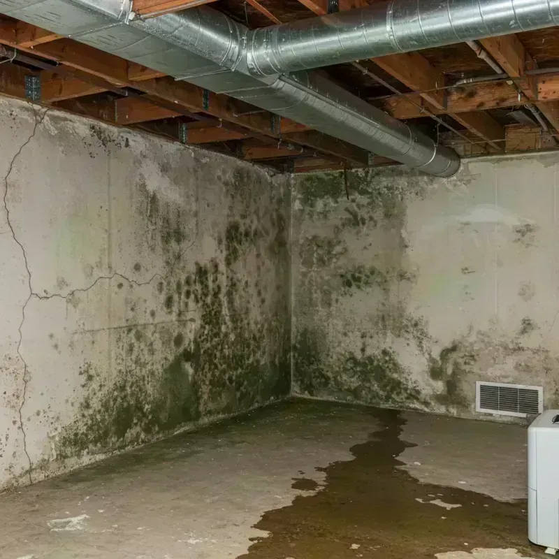 Professional Mold Removal in Winnfield, LA